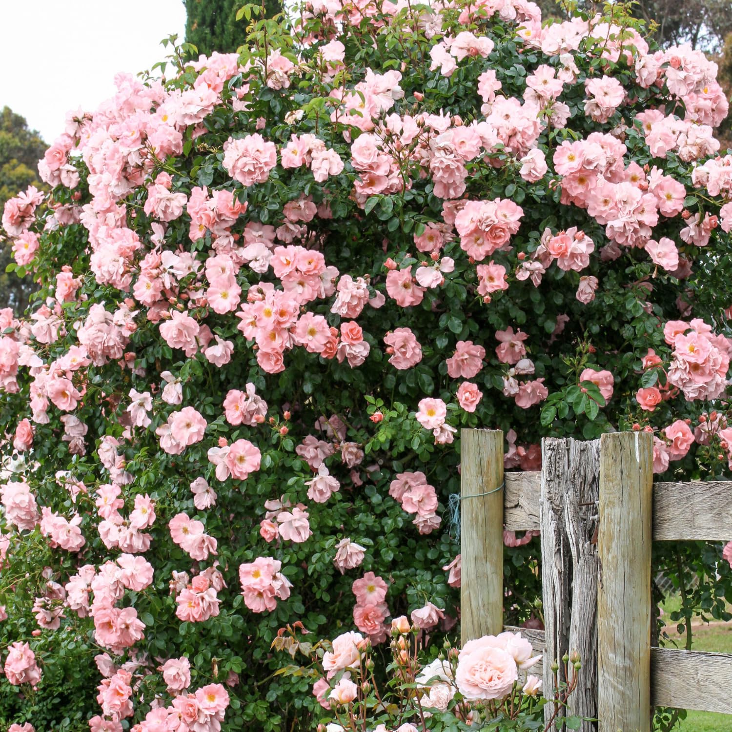 Amazon.com : Climbing Roses Live Plants, Fragrant Climber Rose for